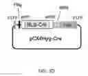 Fig. 53 - NON-TOXIC HSV VECTORS FOR EFFICIENT GENE DELIVERY APPLICATIONS AND COMPLEMENTING CELLS FOR THEIR PRODUCTION