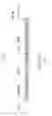 Fig. 02 - FLP-MEDIATED GENOMIC INTEGRATION IN BACILLUS LICHENIFORMIS