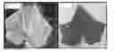 Fig. 01 - Methods for diagnosis of infection and selection of plant resistance genes to the same