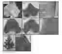 Fig. 02 - Methods for diagnosis of infection and selection of plant resistance genes to the same