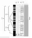 Fig. 08 - Semiconductor chip manufacturing process for integrating logic circuitry, embedded DRAM and embedded non-volatile ferroelectric random access memory (FERAM) on a same semiconductor die