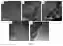 Fig. 04 - Lithium cobalt oxide positive electrode material, method for preparing same, and lithium-ion secondary battery