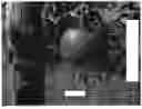 Fig. 01 - Apple tree named ‘Cherry Parfait #19’