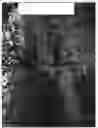 Fig. 03 - Apple tree named ‘Cherry Parfait #19’