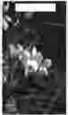 Fig. 06 - Apple tree named ‘Cherry Parfait #19’
