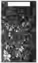 Fig. 07 - Apple tree named ‘Cherry Parfait #19’