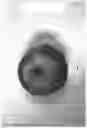 Fig. 08 - Apple tree named ‘Cherry Parfait #19’