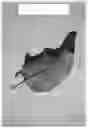Fig. 12 - Apple tree named ‘Cherry Parfait #19’