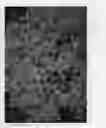 Fig. 03 - Spiraea plant named 'NCSX2'