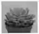 Fig. 01 - Sedeveria plant named 'TSAECH1802'