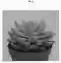 Fig. 02 - Sedeveria plant named 'TSAECH1802'