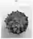 Fig. 03 - Sedeveria plant named 'TSAECH1802'