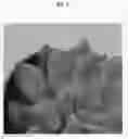 Fig. 04 - Sedeveria plant named 'TSAECH1802'