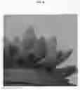 Fig. 05 - Sedeveria plant named 'TSAECH1802'