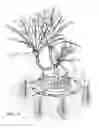 Fig. 11 - Plant irrigation device
