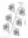 Fig. 20 - Plant irrigation device