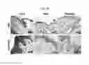 Fig. 09 - PSORIASIS-INDUCED ANIMAL MODEL AND USE THEREOF
