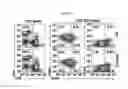 Fig. 16 - PSORIASIS-INDUCED ANIMAL MODEL AND USE THEREOF