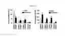 Fig. 18 - PSORIASIS-INDUCED ANIMAL MODEL AND USE THEREOF