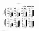 Fig. 20 - PSORIASIS-INDUCED ANIMAL MODEL AND USE THEREOF