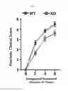 Fig. 28 - PSORIASIS-INDUCED ANIMAL MODEL AND USE THEREOF