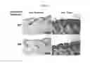 Fig. 30 - PSORIASIS-INDUCED ANIMAL MODEL AND USE THEREOF