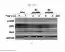 Fig. 40 - PSORIASIS-INDUCED ANIMAL MODEL AND USE THEREOF