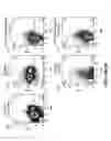 Fig. 10 - Genetically modified non-human animal with human or chimeric PD-L1