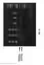 Fig. 13 - Genetically modified non-human animal with human or chimeric PD-L1