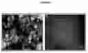 Fig. 02 - EDIBLE BIO-ACTIVE FILMS BASED ON CHITOSAN OR A MIXTURE OF QUINOA PROTEIN-CHITOSAN; SHEETS HAVING CHITOSAN-TRIPOLYPHOSPHATE-THYMOL NANOPARTICLES; PRODUCTION METHOD; BIO-PACKAGING COMPRISING SAME; AND USE THEREOF IN FRESH FRUIT WITH A LOW PH