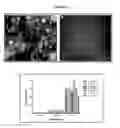 Fig. 05 - EDIBLE BIO-ACTIVE FILMS BASED ON CHITOSAN OR A MIXTURE OF QUINOA PROTEIN-CHITOSAN; SHEETS HAVING CHITOSAN-TRIPOLYPHOSPHATE-THYMOL NANOPARTICLES; PRODUCTION METHOD; BIO-PACKAGING COMPRISING SAME; AND USE THEREOF IN FRESH FRUIT WITH A LOW PH