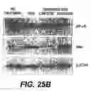 Fig. 31 - Probiotic compositions and methods