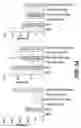 Fig. 40 - Probiotic compositions and methods