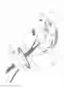 Fig. 11 - PNEUMOPERITONEUM DEVICE