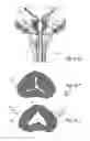Fig. 16 - Devices, systems and methods for treating benign prostatic hyperplasia and other conditions