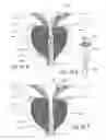 Fig. 55 - Devices, systems and methods for treating benign prostatic hyperplasia and other conditions