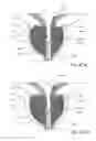 Fig. 56 - Devices, systems and methods for treating benign prostatic hyperplasia and other conditions
