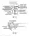 Fig. 02 - Method and apparatus for altering biomechanics of the shoulder
