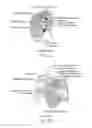 Fig. 03 - Method and apparatus for altering biomechanics of the shoulder