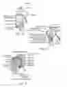 Fig. 18 - Method and apparatus for altering biomechanics of the shoulder