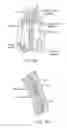 Fig. 03 - Methods and devices to treat nasal airways