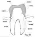 Fig. 48 - Methods of designing and manufacturing customized dental prosthesis for periodontal or osseointegration and related systems