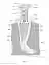 Fig. 50 - APPARATUS AND METHOD FOR ENDODONTIC TREATMENT