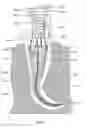Fig. 51 - APPARATUS AND METHOD FOR ENDODONTIC TREATMENT