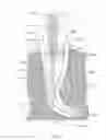 Fig. 52 - APPARATUS AND METHOD FOR ENDODONTIC TREATMENT