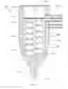 Fig. 58 - APPARATUS AND METHOD FOR ENDODONTIC TREATMENT