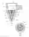 Fig. 60 - APPARATUS AND METHOD FOR ENDODONTIC TREATMENT