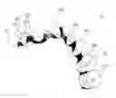 Fig. 01 - Orthodontic shape memory band