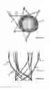 Fig. 03 - Vessel prosthesis