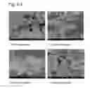 Fig. 07 - Complexes of hydrotalcites and fibers